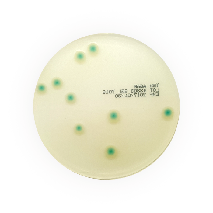 Tryptone Bile X-Glucuronide (TBX) Agar, 90mm Plate