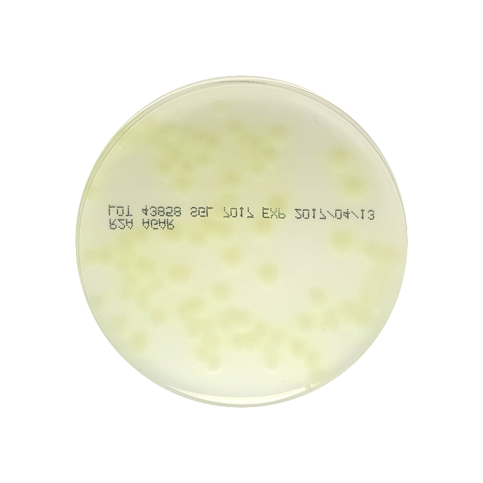 R2A Agar (Reasoner's 2A agar), 90mm Plate Southern Group Laboratory
