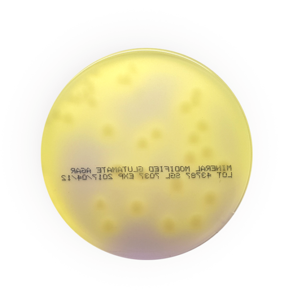 Escherichia coli