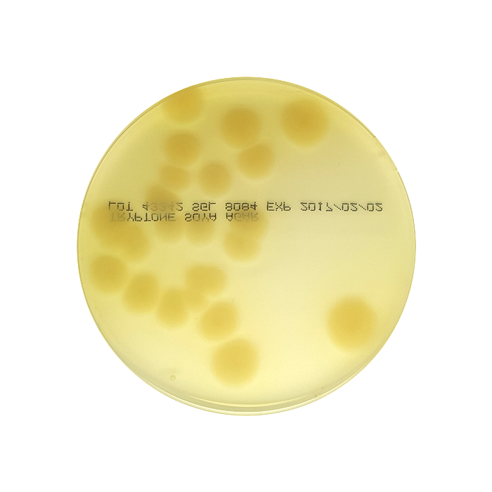 Tryptone Soya Agar, 90mm Plate