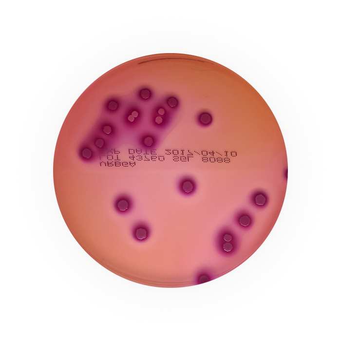 Violet Red Bile Glucose Agar (VRBGA), Contact Plate