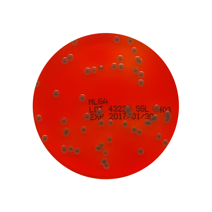 Membrane Lactose Glucuronide Agar (MLGA), 55mm Plate