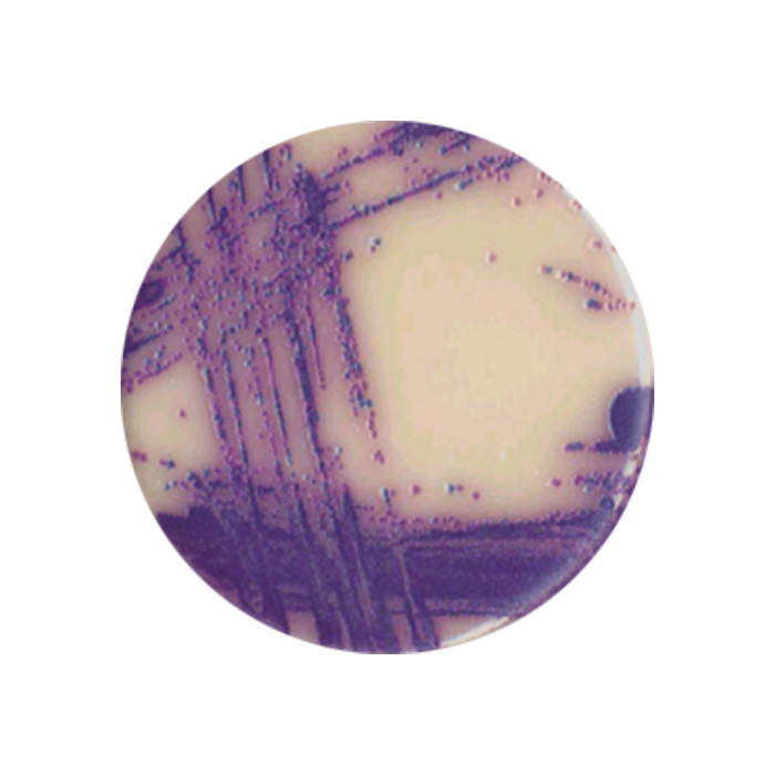 Chromogenic Salmonella Agar (RAPID’ Biorad), 90mm Plate