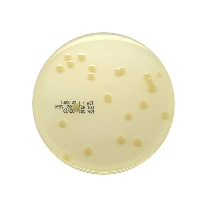 Tryptone Soya Agar (TSA) + 1.5% Salt, 90mm Plate