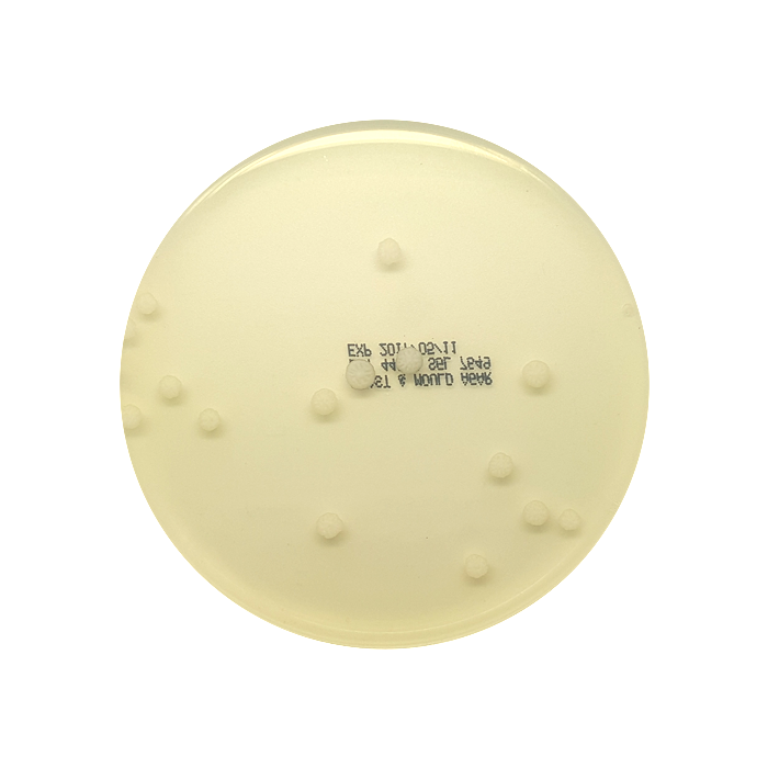 Yeast and Mould Agar, 90mm Plate