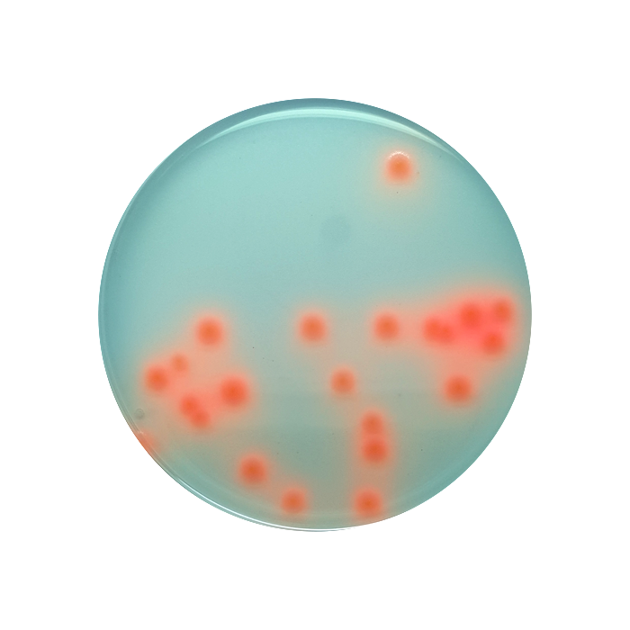 Cystine-Lactose-Electrolyte-Deficient Medium + Andrade’s indicator (CLED + Andrade’s), 90mm Plate