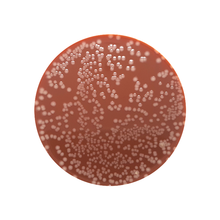 Columbia Agar + Chocolated Horse Blood, 90mm Plate