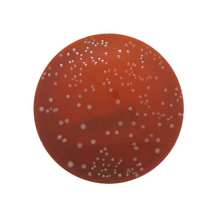 Anaerobic Blood Agar (Fastidious Anaerobe Agar) + 6% Horse Blood, 90mm Plate