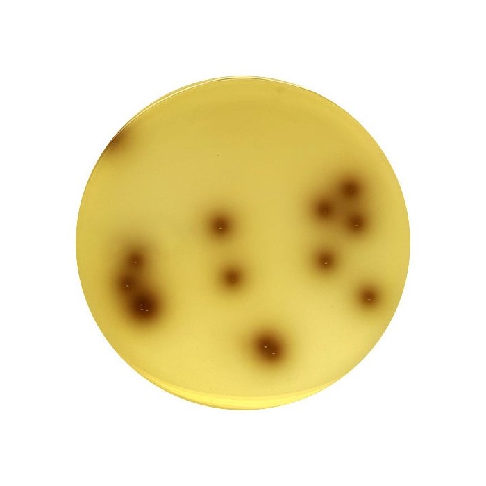 Kanamycin Aesculin Azide Agar, 90mm Plate