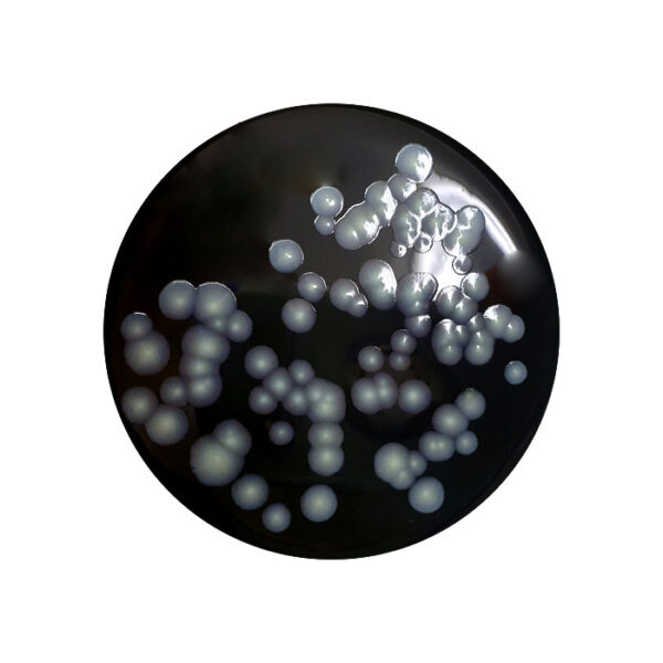 Legionella GVPC Medium