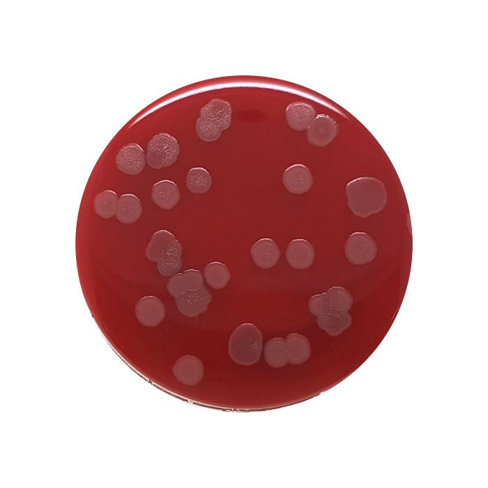 Columbia Blood Agar + 5% Defibrinated Horse Blood, Contact Plate