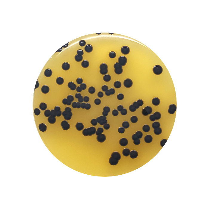 Baird-Parker Agar, 90mm Plate