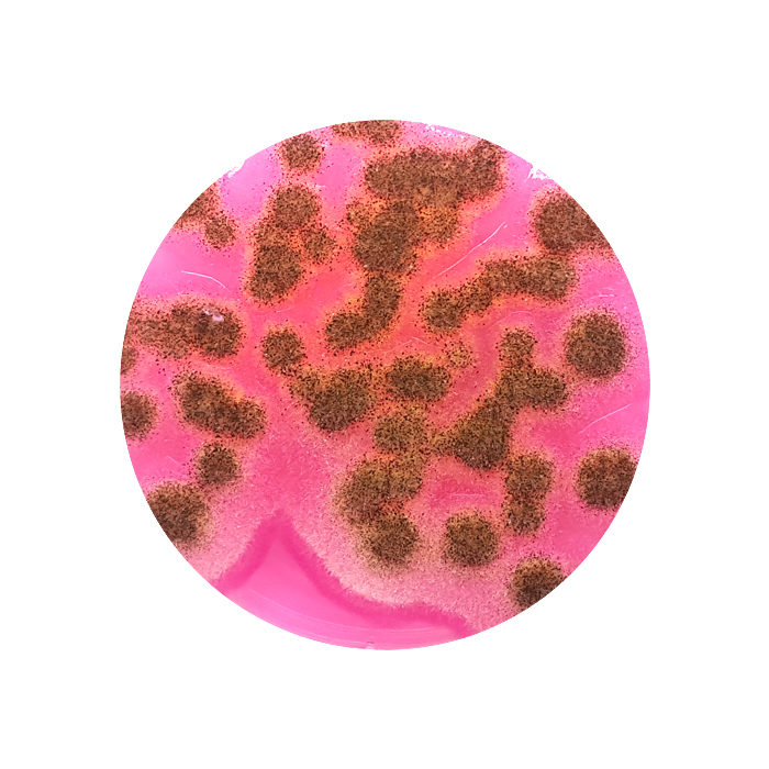 Rose Bengal Agar + Chloramphenicol, Contact Plate Southern Group