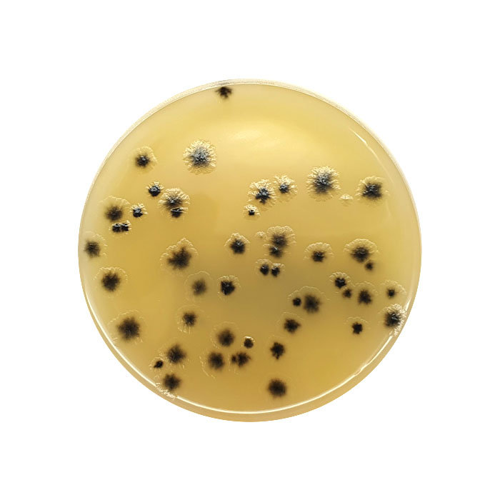 Perfringens TSC Agar, 55mm Plate